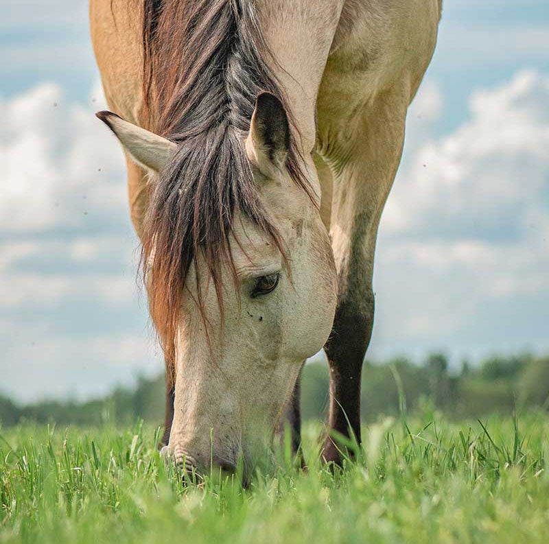 Horse-eating-grass