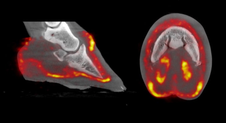 An x-ray of a horse hoof.