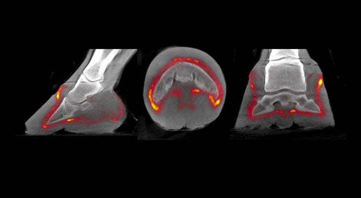 An x-ray of a horse hoof.