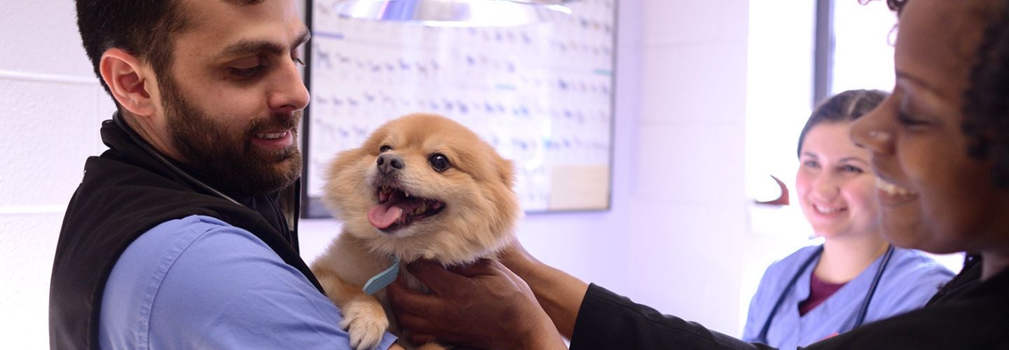 Person holding a small dog.