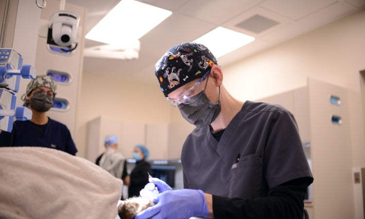 A person in scrubs in helping a cat.