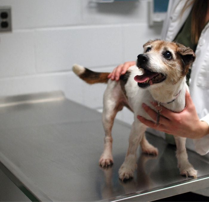 A dog standing on a table