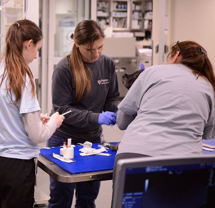 Veterinarians caring for a dog