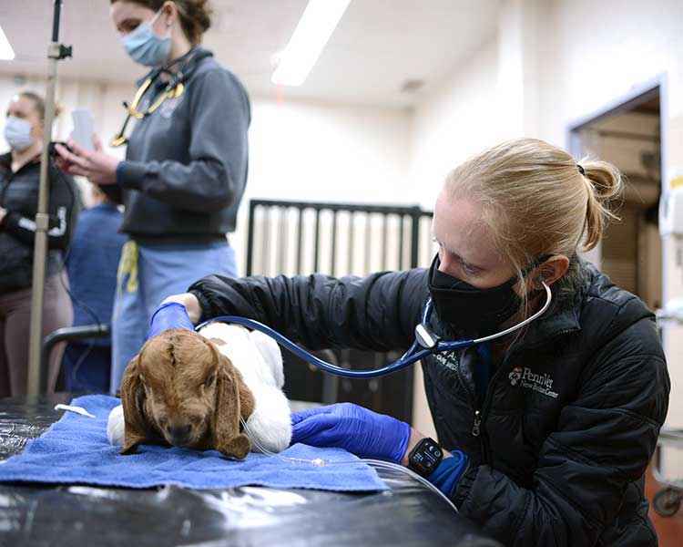 goat receiving medical care