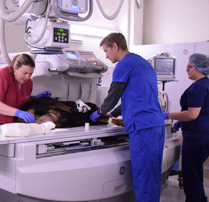 People administering care to a dog.
