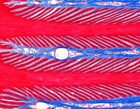 An image of a red, blue, and white cell