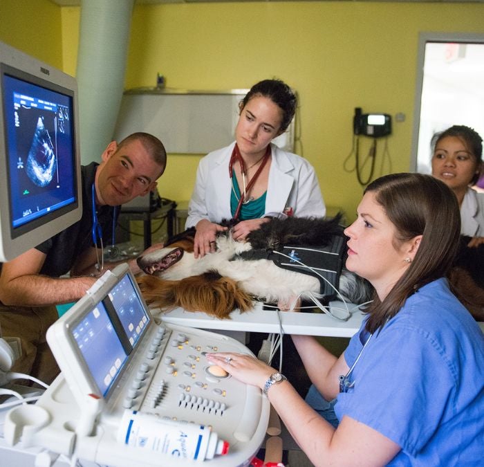 People looking at an ultrasound of a dog.