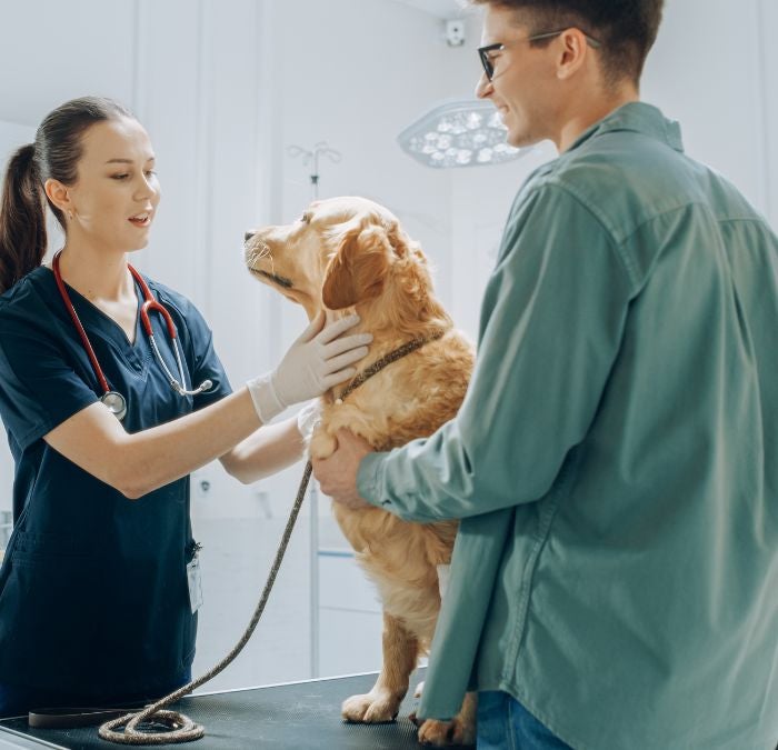 A golden retriever getting looked at by a vet.