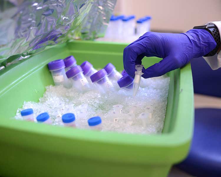 Researcher sorting vials