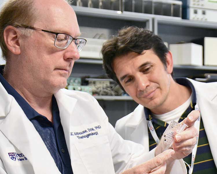 Dr. Althouse researcing in swine lab