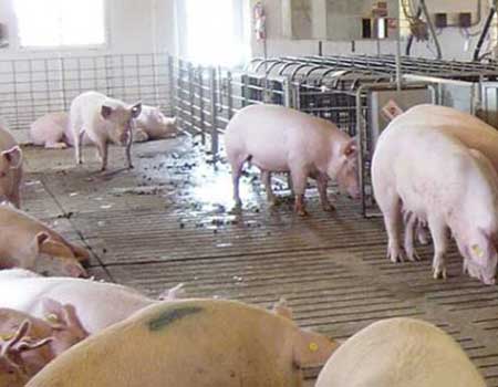 swine