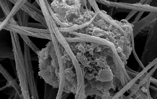 Collagen Matrix