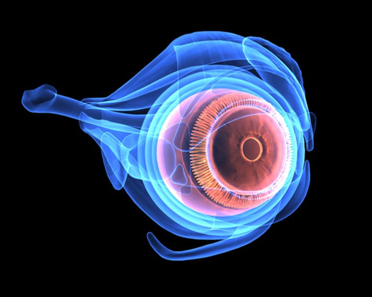 3d Illustration Of Human Body Eye Anatomy