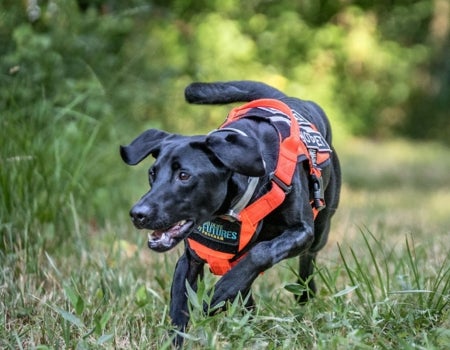 a dog wearing an orange vest running through the grass