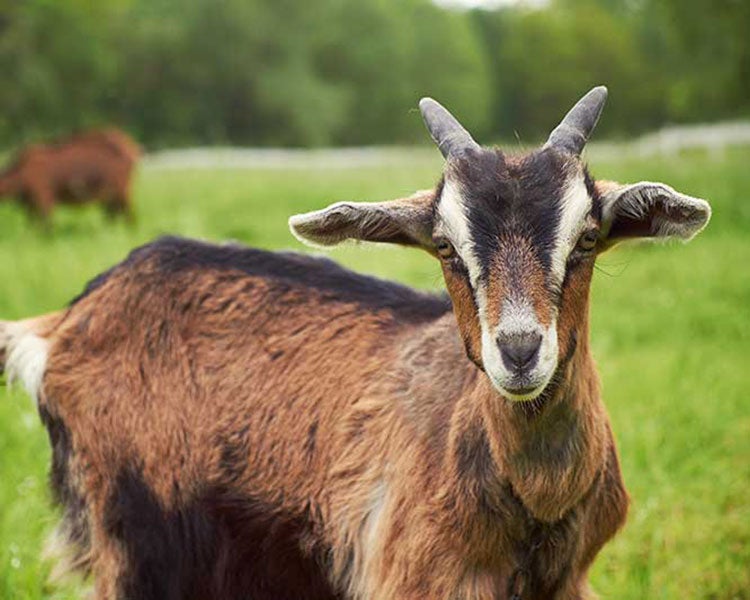 Goat Farm Photo
