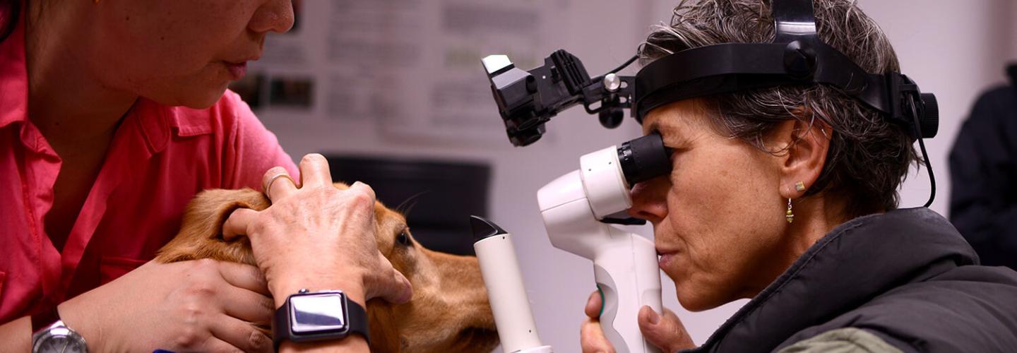 dog examined by an ophthalmology clinician