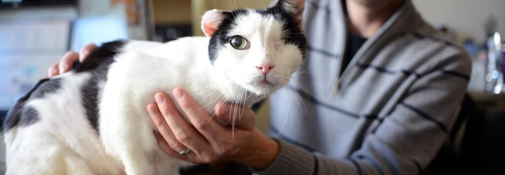 A person petting a black and white cat with one eye and one ear.