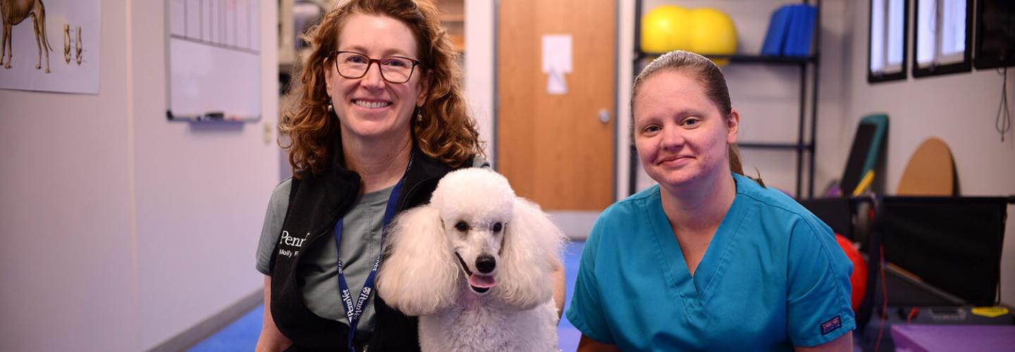 Physical rehabilitation therapy team