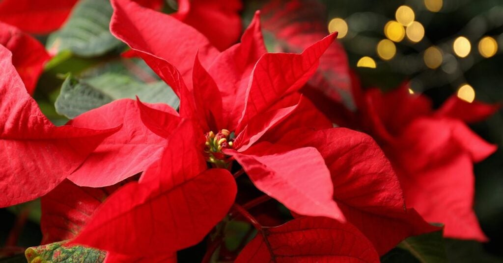 Poinsettias