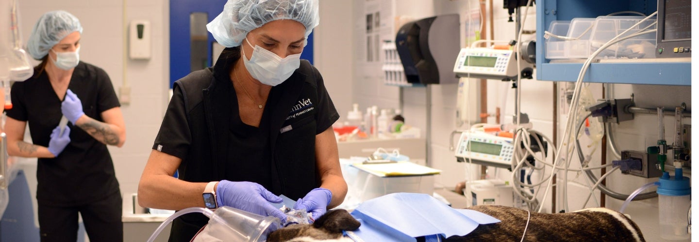 dog receiving advanced urinary care