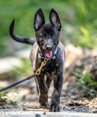A shepherd mix