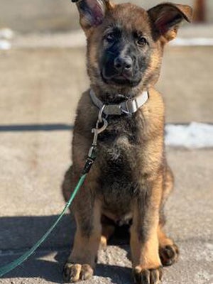 A shepherd mix