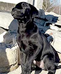 Anka
