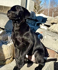 A lab sitting on stone