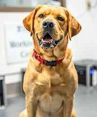 A Golden Retriever