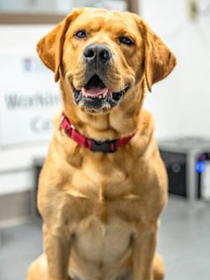 Golden Retriever