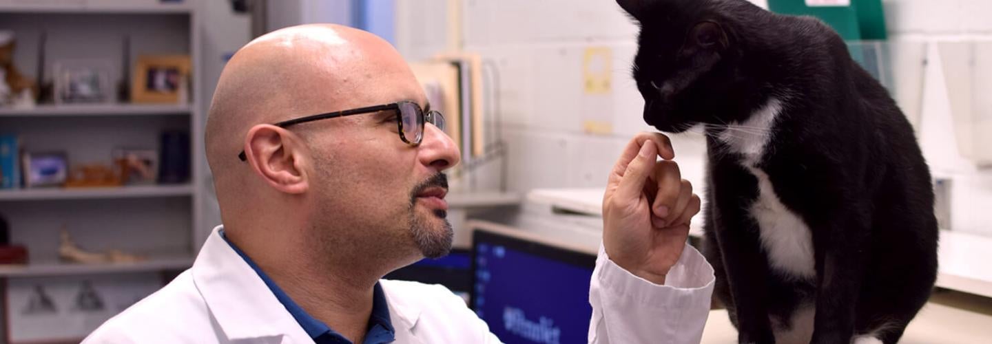 A person petting a cat.
