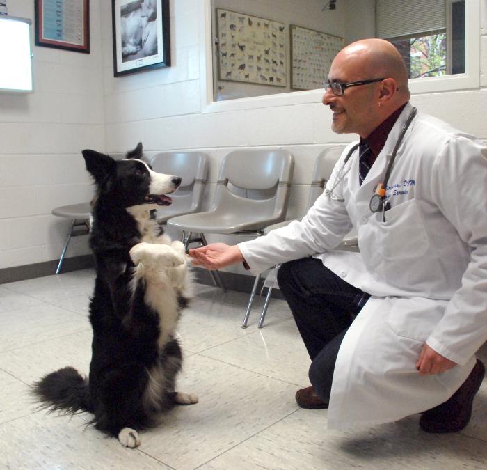 Carlo Siracusa, Director of Animal Behavior Medicine helps a dog sit on its back legs.