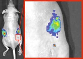 tumor in a mouse
