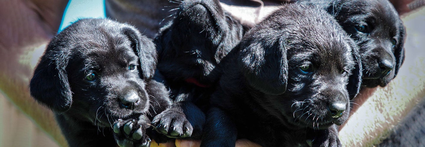 Black Lab Puppies