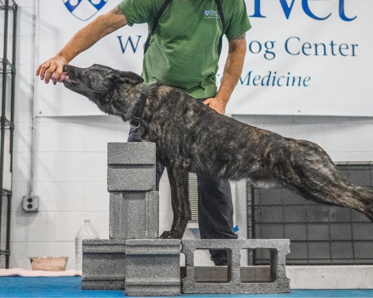 A trainer with a dog who is standing on blocks.