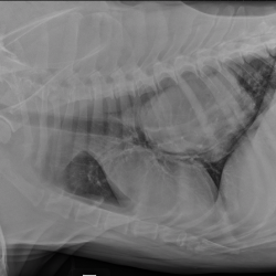 x-ray of tumor
