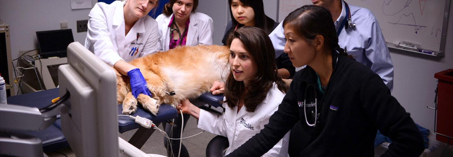 Cardiology team examines dog