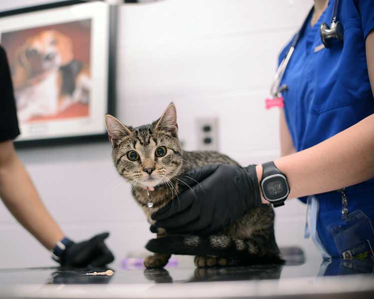 Cat receiving emergency service