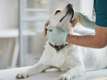 dog at vet