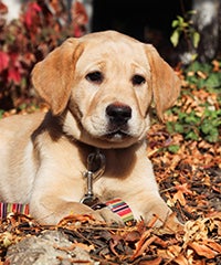 Puppy yellow lab