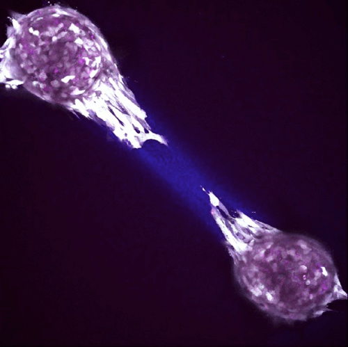 Collagen Matrix