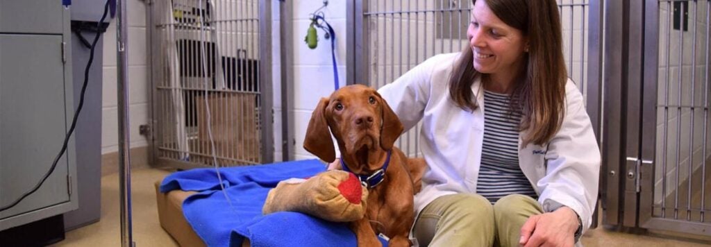 A veterinarian sitting with a dog.