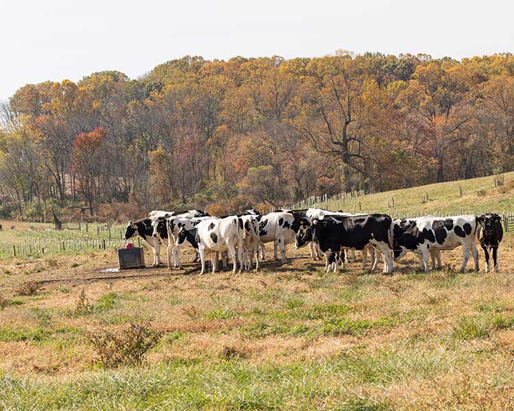 cow herd