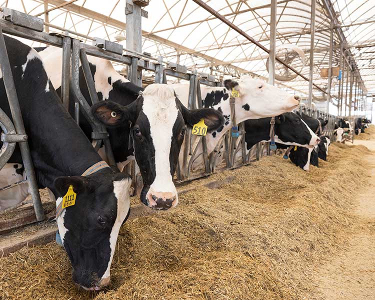 cows in dairy barn
