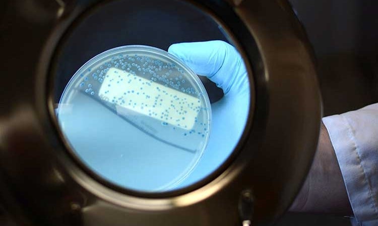 petri dish