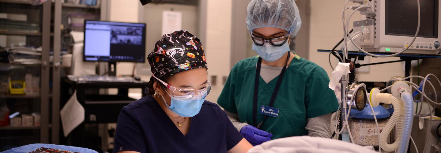veterinarians performing dentistry & oral surgery