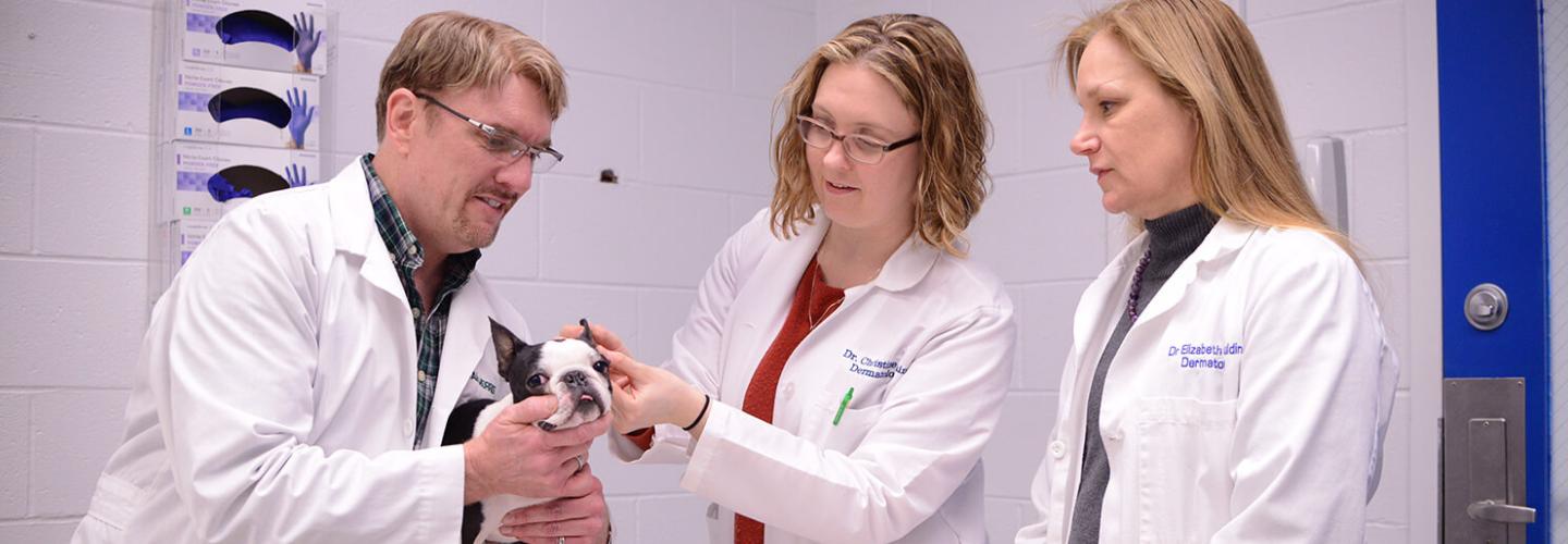 Dermatology & Allergy veterinarians examine cat