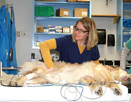Dog In Clinical Trial