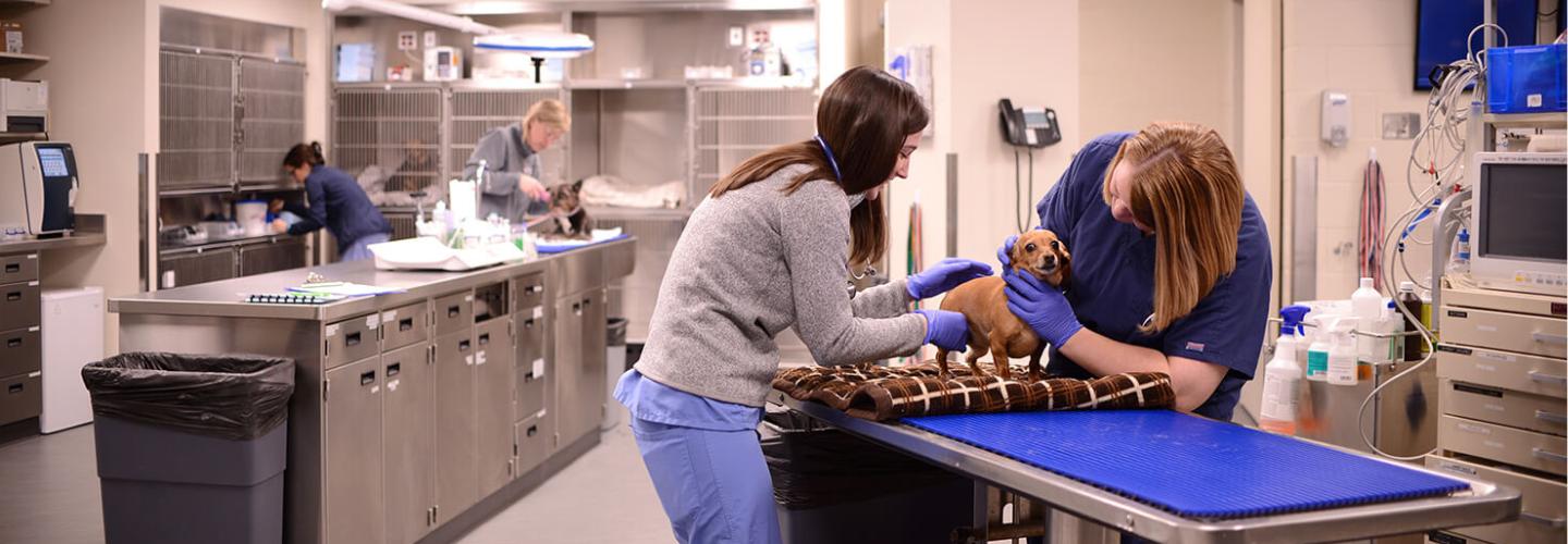 dog receiving emergency service