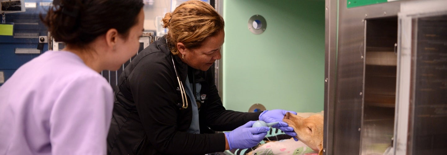 treating animals in the Intensive Care Unit